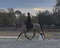 equitation-andalusian-horse