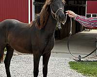 breeding-rocky-mountain-horse