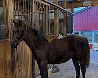 foundation-rocky-mountain-horse