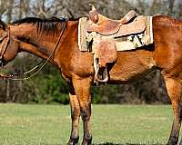 athletic-quarter-horse