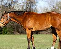 endurance-quarter-horse