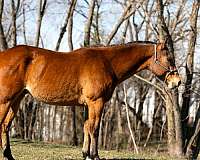 performance-quarter-horse