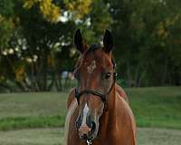 ridden-western-quarter-horse