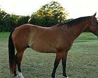 trail-quarter-horse