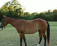 trail-riding-quarter-horse
