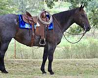 athletic-quarter-horse