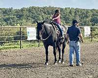 calf-roping-quarter-horse