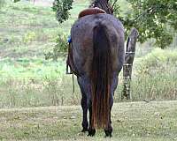 endurance-quarter-horse