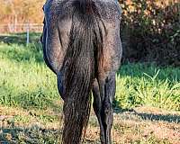 flashy-quarter-horse