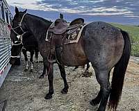 husband-safe-quarter-horse