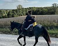 kid-safe-quarter-horse