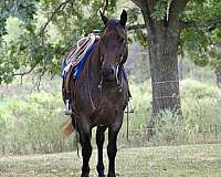 ranch-quarter-horse