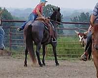 ranch-versatility-quarter-horse