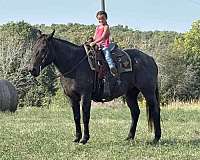 ranch-work-quarter-horse