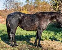 ridden-western-quarter-horse