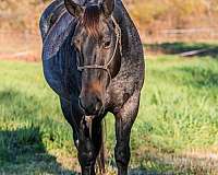 roping-quarter-horse