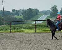 trail-quarter-horse
