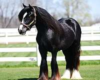 homozygous-black-gypsy-vanner-horse