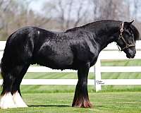 black-gvhs-stallion