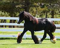 black-gypsy-vanner-stallion