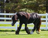 black-homozygous-horse