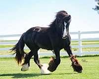 homozygous-black-stallion
