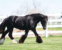 homozygous-black-horse