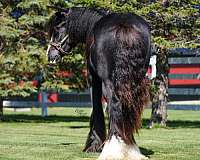 homozygous-black