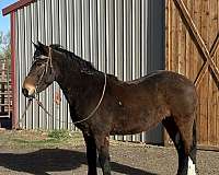 athletic-mustang-horse