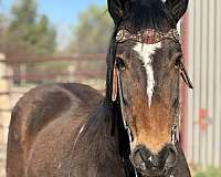 endurance-mustang-horse