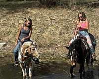 jumping-mustang-horse