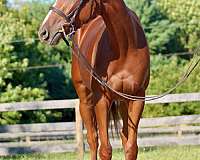 hanoverian-mare-thoroughbred-horse