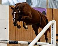 white-hind-pastern-stripe-face-horse