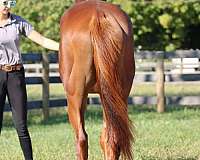 white-hind-pastern-stripe-face