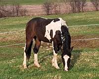 curly-gelding