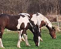 curly-horse-for-sale