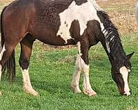 curly-horse