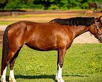 athletic-flashy-pony