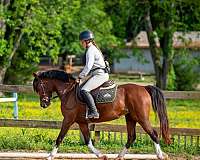 pony-for-sale