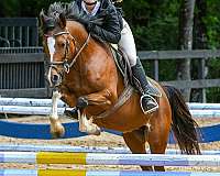 pony-mare