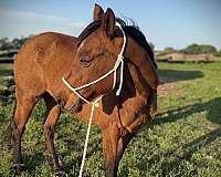 play-gun-quarter-horse