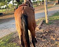dorsal-stripe-star