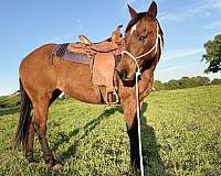dun-w-blk-points-dorsal-stripe-star-horse
