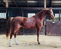 buddy-half-arabian-horse
