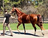 disposition-half-arabian-horse