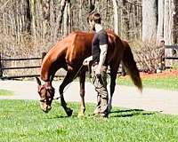 go-anywhere-half-arabian-horse