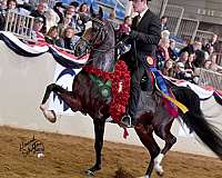 heart-half-arabian-horse