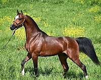 in-michigan-half-arabian-horse