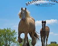 palomino-gypsy-vanner-mare