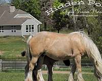 palomino-gvhs-mare